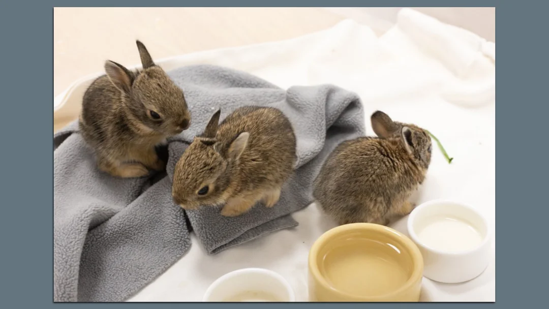 Three Orphaned Bunnies Rescued From An Elephant Barn
