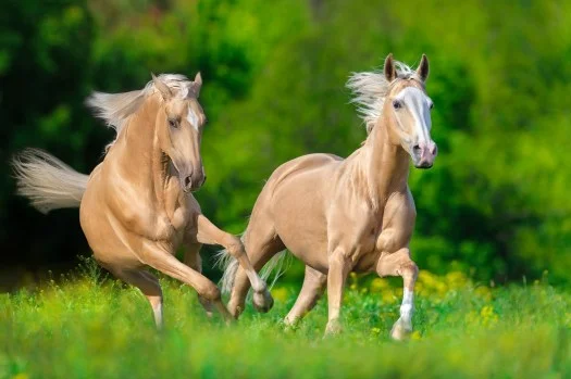 Lehigh Valley Zoo’s Beloved Palomino Horse Passes Away At 31