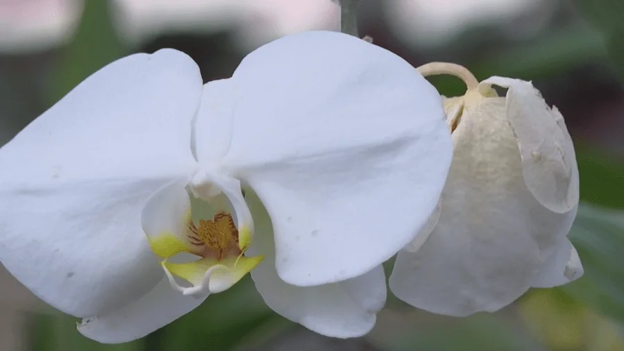 North Carolina Zoo’s Exciting Annual Plant Sale: A Green Thumb’s Paradise