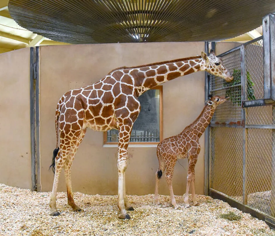 Titali: The Surprising New Baby Giraffe Stealing Hearts at Maryland Zoo