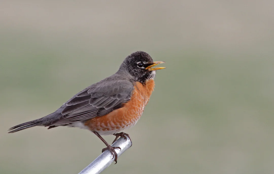 The Alarming Decline of North America’s Birds: An Ecological Crisis Unfolding