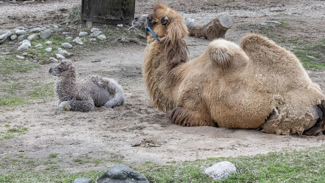 Celebrating Mother’s Day At Milwaukee County Zoo: A Day Of Fun And Family