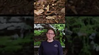 Celebrating Amphibian Week 2025: The Marvelous Lives of Frogs and Toads