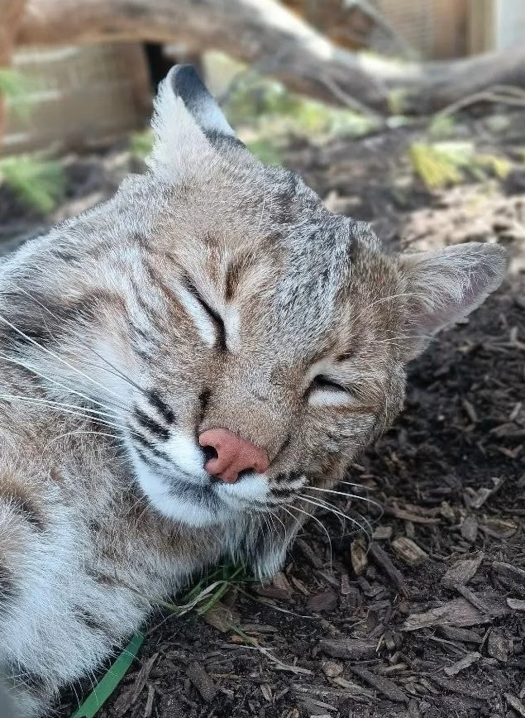 A Close Encounter at Wilderness Trails Zoo: Bobcat Incident Sparks Discussion