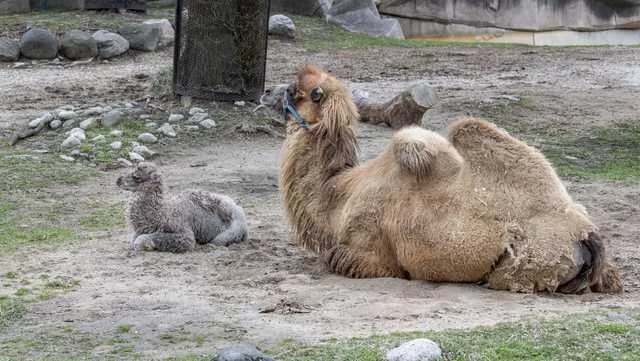Celebrate Mother’s Day with Free Admission for Moms at Milwaukee County Zoo