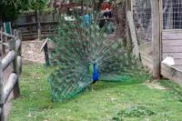 Chattanooga Zoo’s Missing Peacock Sparks Community Urgency