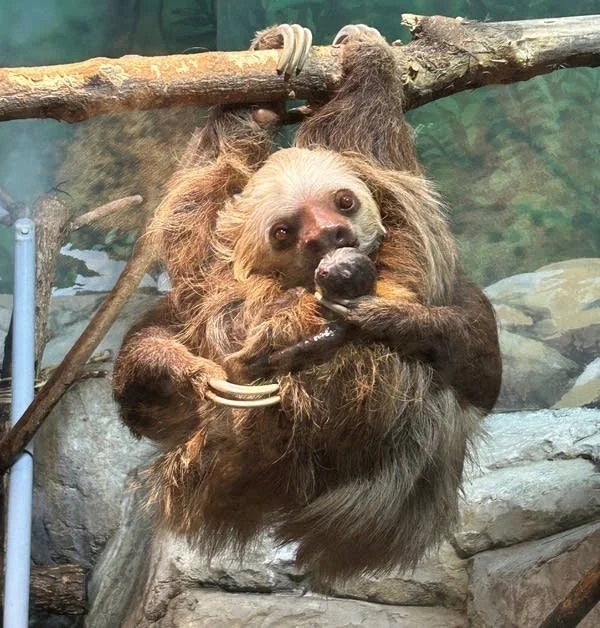 Heartbreaking Loss: Baby Sloth at Como Park Zoo Dies