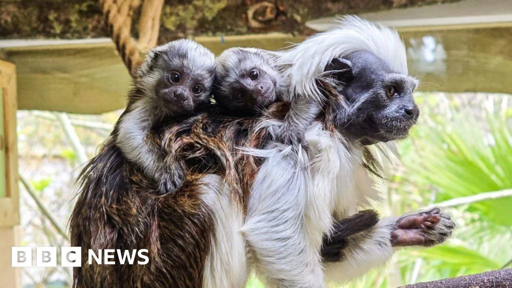 Rare Primate Twins: A Milestone in Conservation at Newquay Zoo