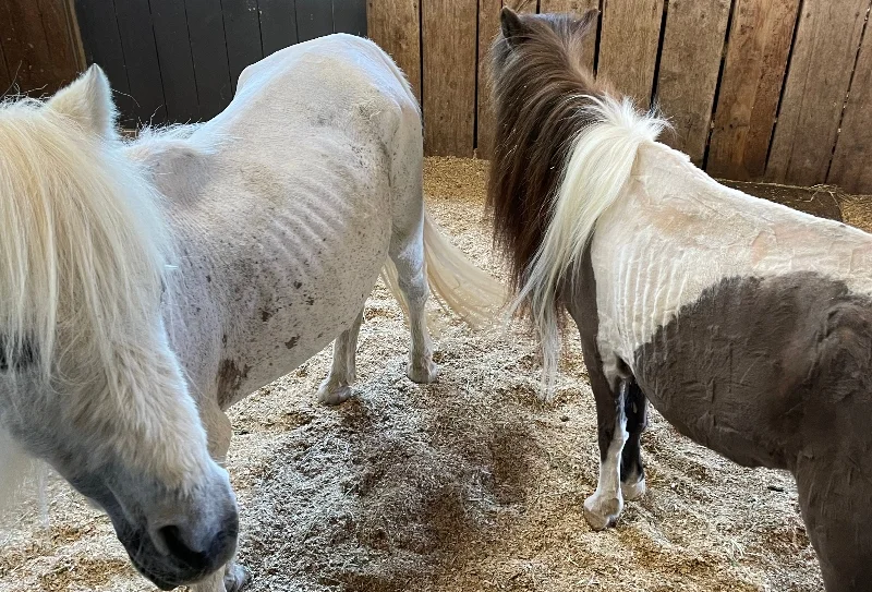 Animal Cruelty Charges for Local Petting Zoo Owners Spark Outrage