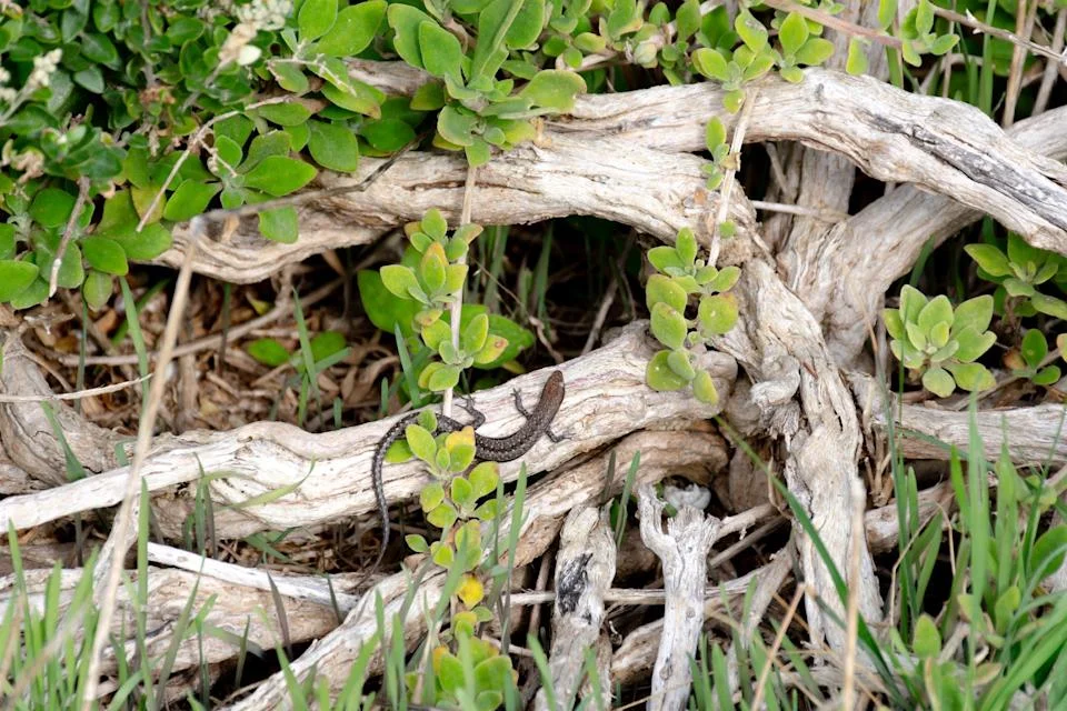 Revolutionary Experiment Aims to Save Endangered Guthega Skinks