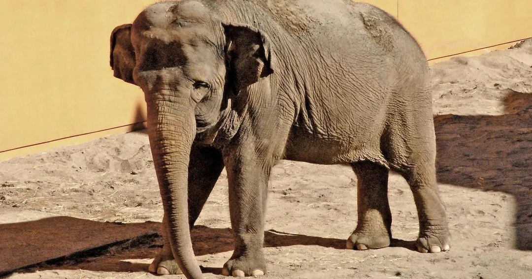 A Call to Action: Advocates Rally to Free Aging Elephants from Zoos