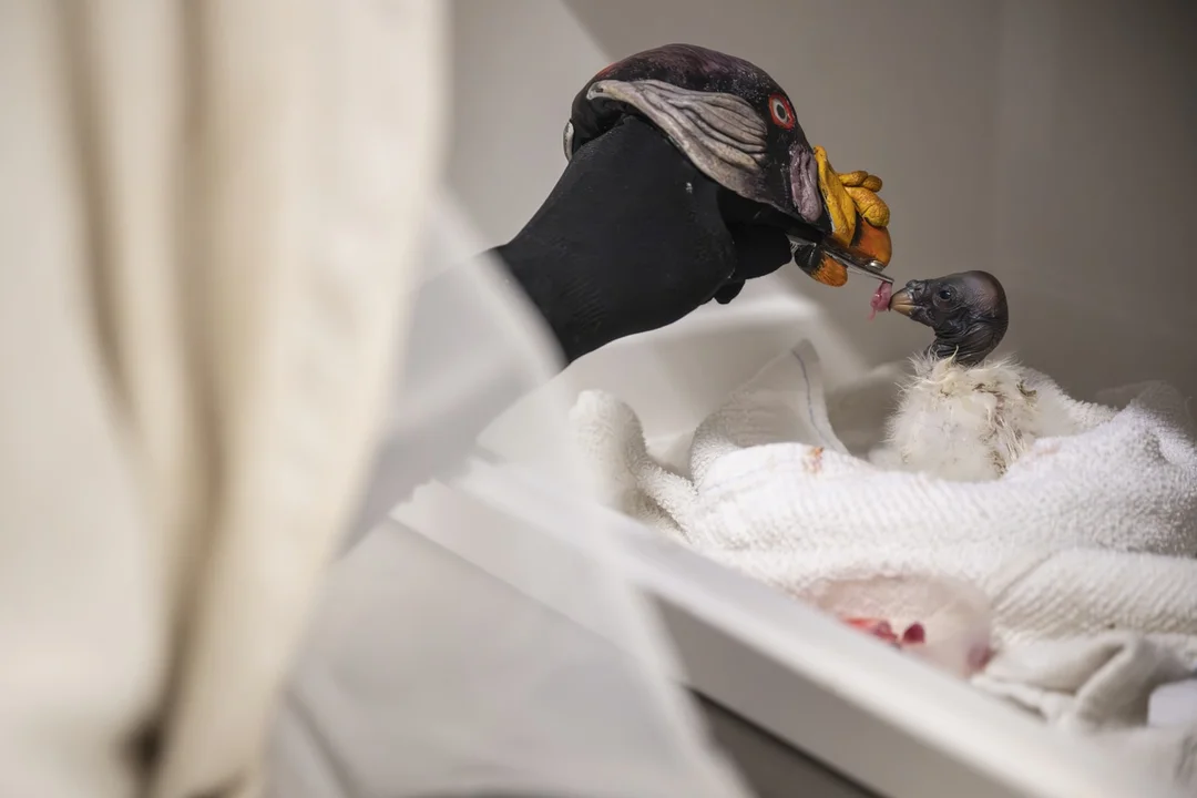 Unveiling Nature’s Wonders: The Unique Journey of a Hand-Raised King Vulture Chick