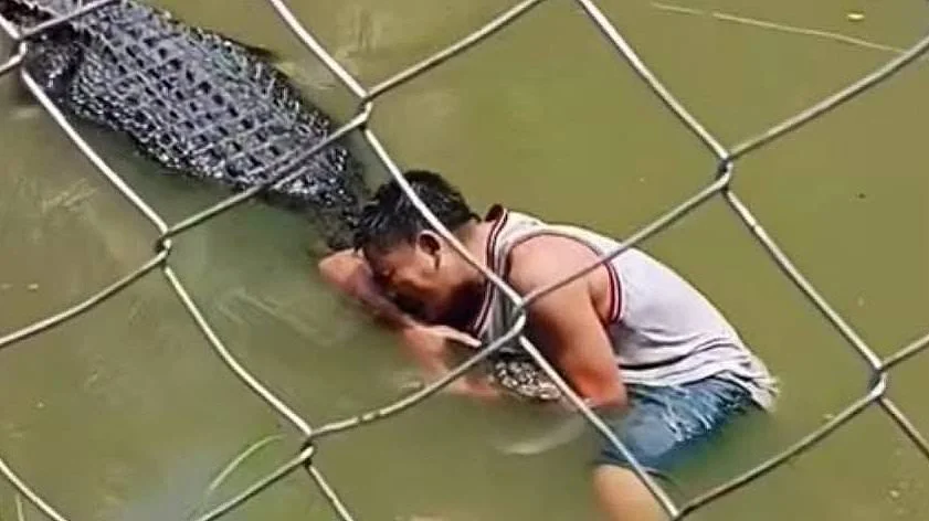A Selfie With Danger: Tourist’s Life-Threatening Encounter With A Crocodile
