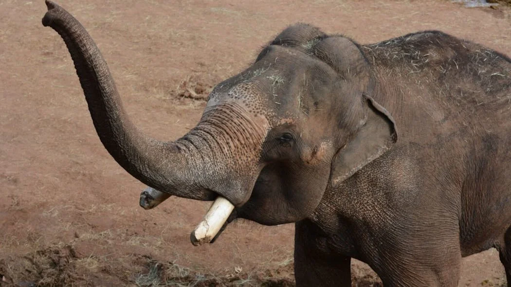 Experience Breakfast with the Animals at OKC Zoo