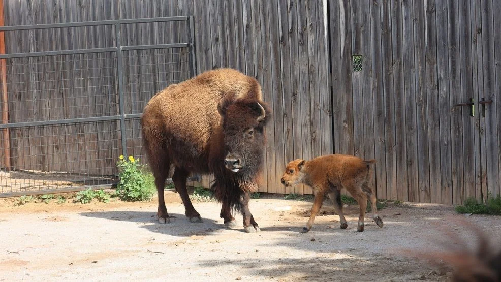Abilene Zoo Welcomes Adorable New Bison Calf