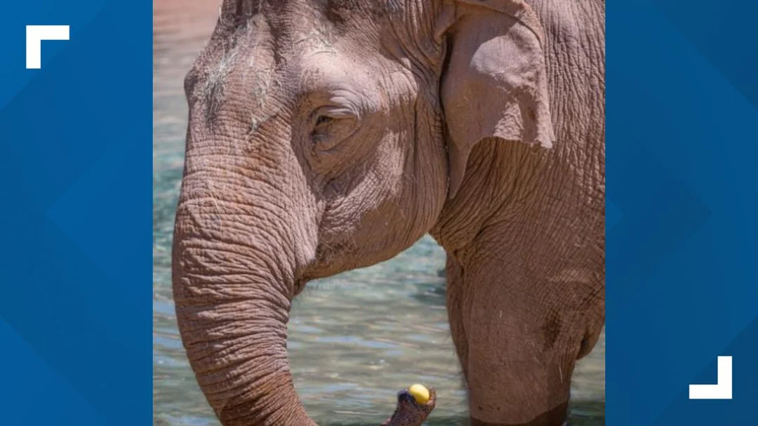The Struggles of Indu: An Aging Elephant’s Journey at Phoenix Zoo
