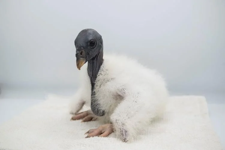 Why A New York Zoo Is Feeding A Baby Vulture With A Hand Puppet