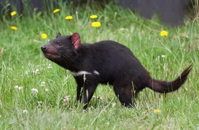 The Fight For Survival: Tasmanian Devils and Their Battle Against Extinction