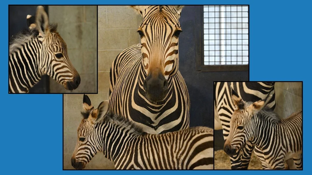 Racine Zoo Welcomes Its Newest Family Member: A Baby Hartmann’s Mountain Zebra