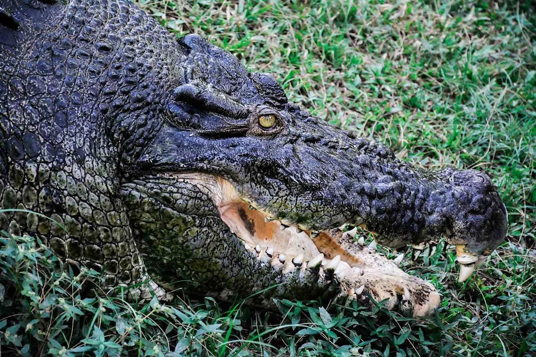Tourist’s Selfie Adventure Turns Dangerous After Crocodile Attack