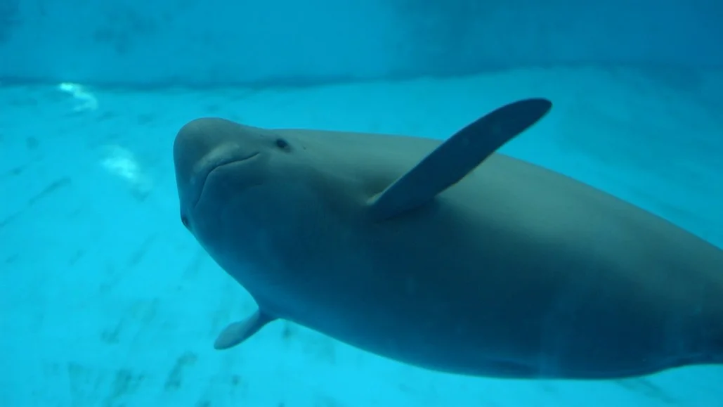 Ancient Poetry Sheds Light on The Endangered Yangtze Finless Porpoise