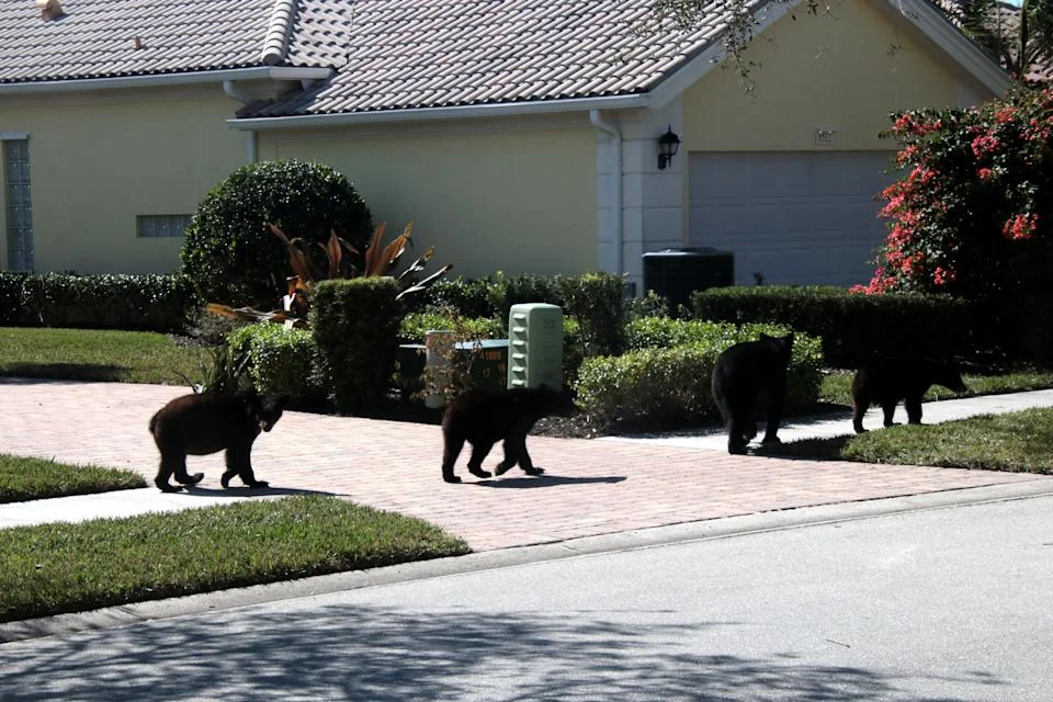 Tragic Bear Attack in Florida Leaves Man and Dog Dead