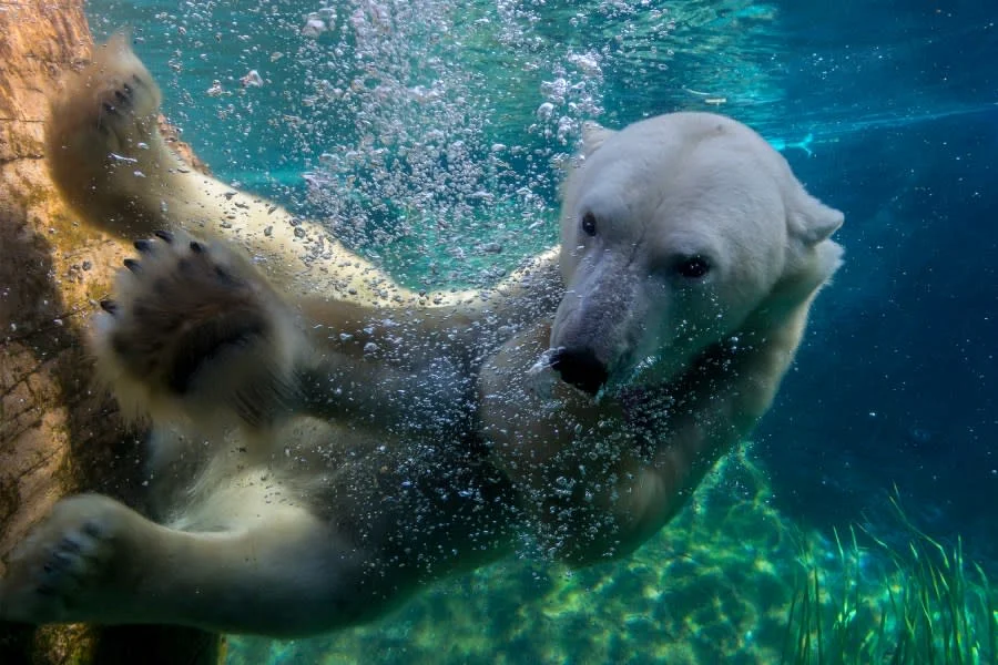 The Fascinating Life of Polar Bears at San Diego Zoo