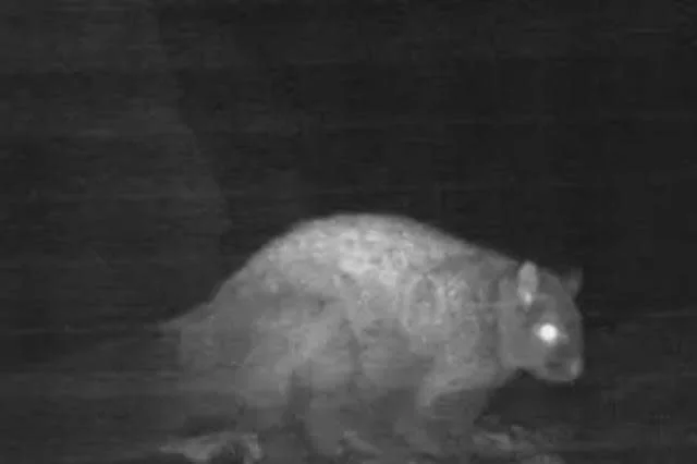 Woolly Flying Squirrel Rediscovered: A Milestone In Conservation