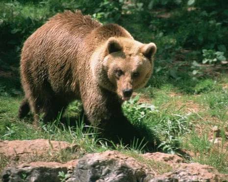 The Controversial Case of An 81-Year-Old French Hunter and An Endangered Bear
