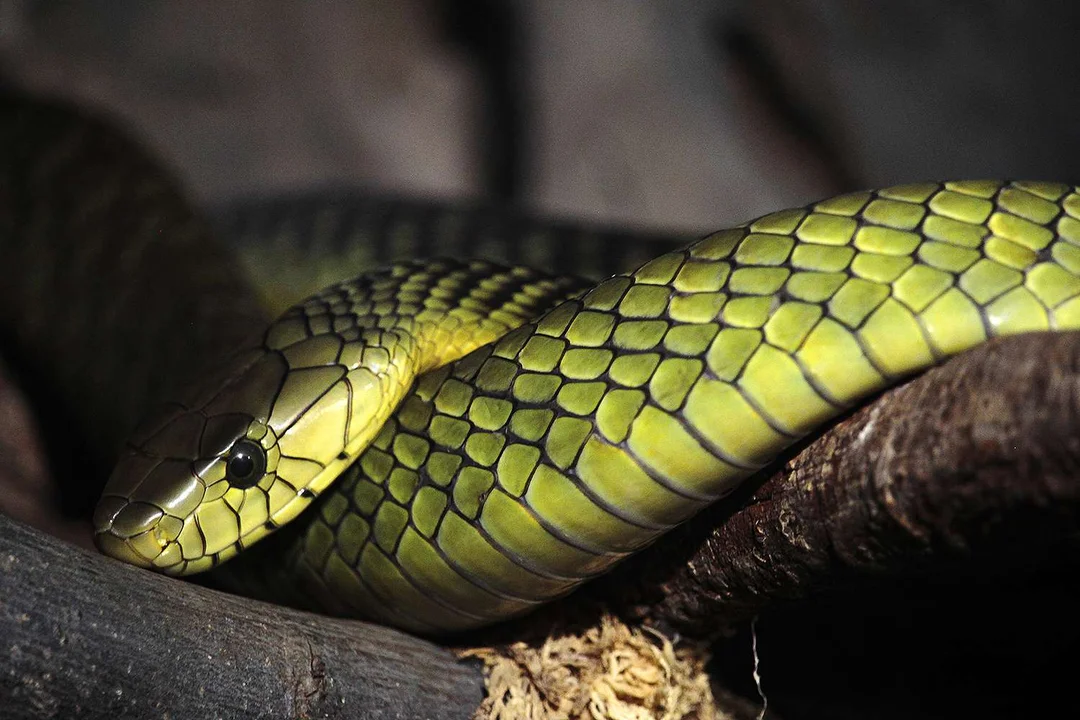 Incredible Survival Story: Kentucky Zoo Director Recovers After Venomous Snake Bite