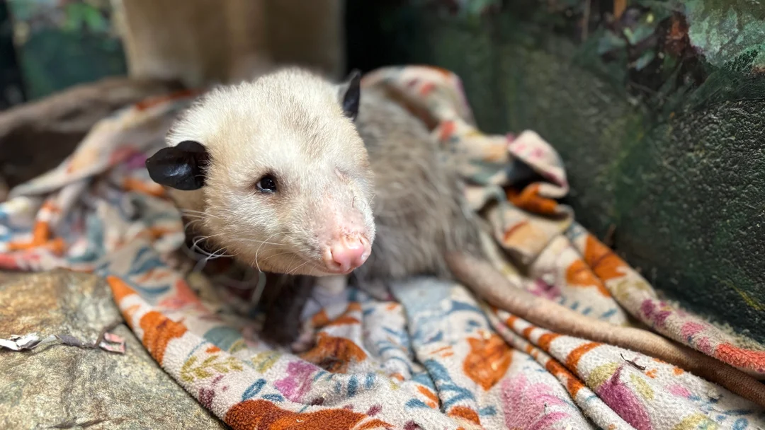 Remembering Basil: The Beloved One-Eyed Opossum of Washington D.C.