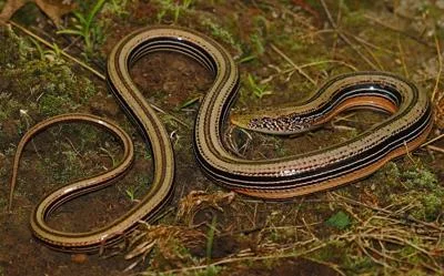 Wisconsin DNR Proposes Incidental Taking Permit For Endangered Species