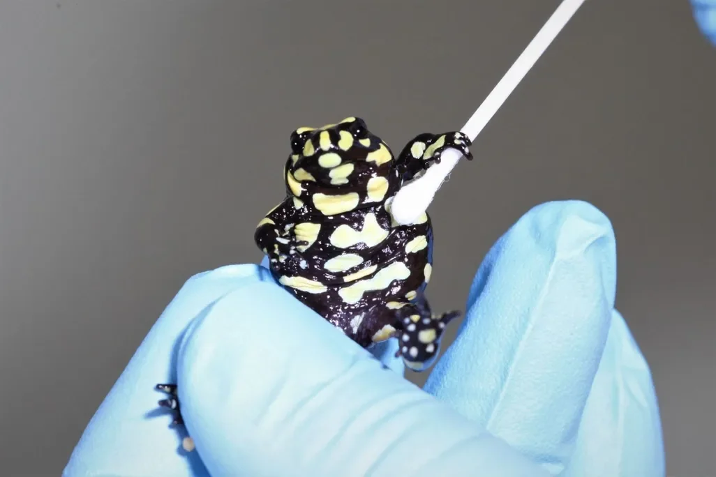 Mapping The Future: Genetic Breakthroughs for Australia’s Endangered Southern Corroboree Frog