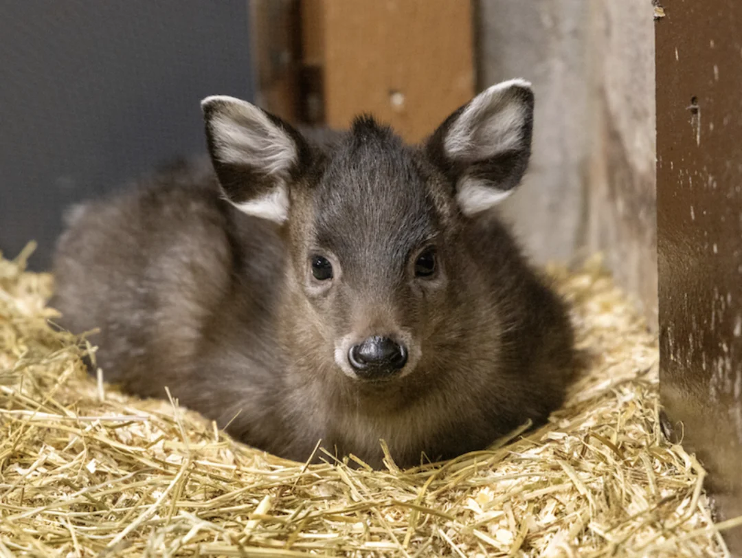 Meet Sir Douglas: The Sweet Potato-Loving Western Tufted Deer at Minnesota Zoo