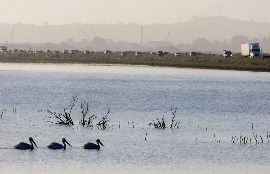 California’s Highway 37 Bill: A Controversial Shortcut or a Threat to Endangered Species?