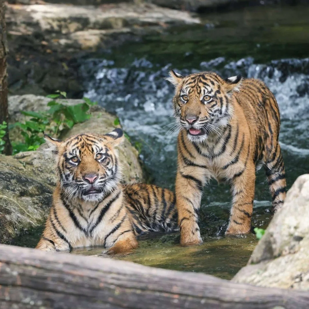 Houston’s Downtown Aquarium Welcomes Two Rare Sumatran Tigers