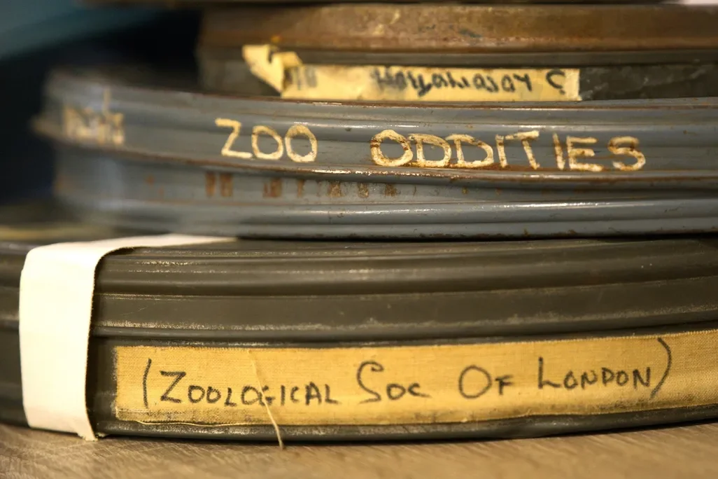 Unearthing History: London Zoo’s Hidden Cinematic Treasures