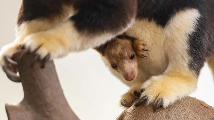 Cleveland Metroparks Zoo Welcomes Matschie’s Tree Kangaroo Joey