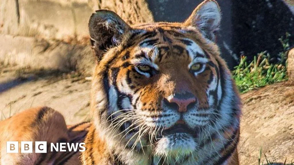 Lincoln Zoo Bids Farewell to Affectionate Tiger Julia