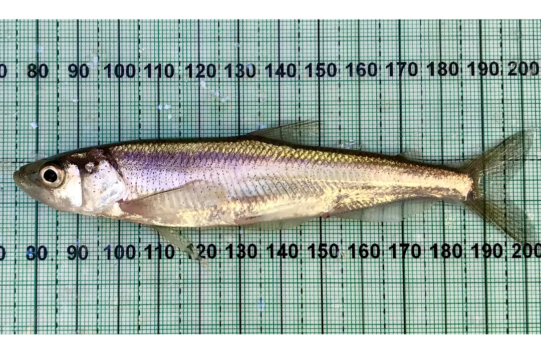 The Controversial Decision to Remove Endangered Status for Longfin Smelt