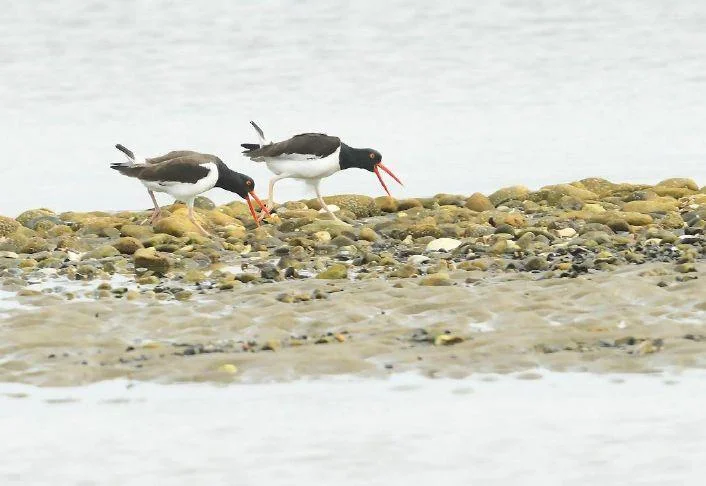 Vulnerable Shorebirds Nesting on Long Island: A Crucial Wildlife Initiative