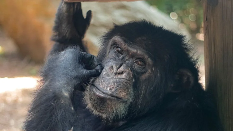 Chattanooga Zoo Mourns Loss Of Beloved Chimpanzee Artemus
