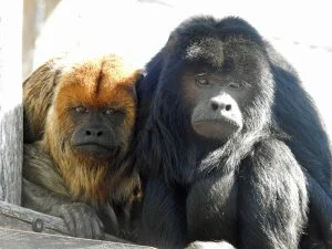 Cape May Zoo Welcomes Diego the Howler Monkey and Bids Farewell to Cody the Bear