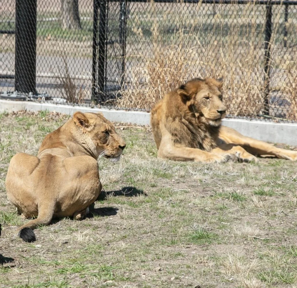 Exciting Developments at Great Plains Zoo Set the Stage for a New Era