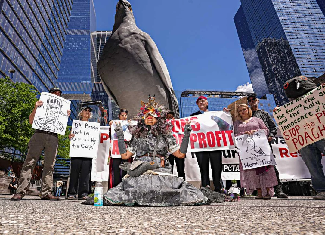 The Rise of Pigeon Poaching in New York City: Activists Rally for Justice
