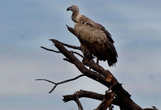 Tragic Vulture Mass Poisoning: A Wake-Up Call for Wildlife Conservation