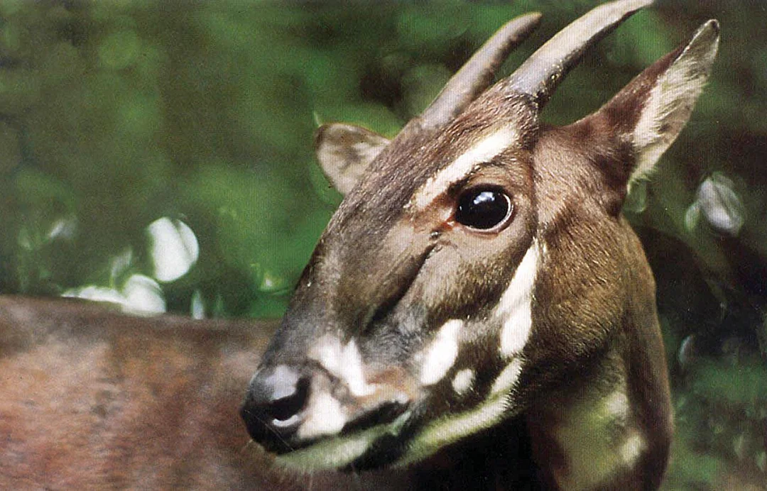 The Elusive Saola: Hope for the Asian Unicorn Amidst Extinction Worries