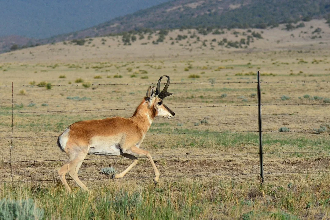New Mexico Sets New Standard With Historic Wildlife Crossing Funding