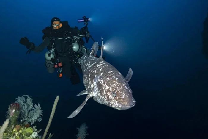 The Rediscovery of the Coelacanth: A Living Fossil Surfaces After 70 Million Years