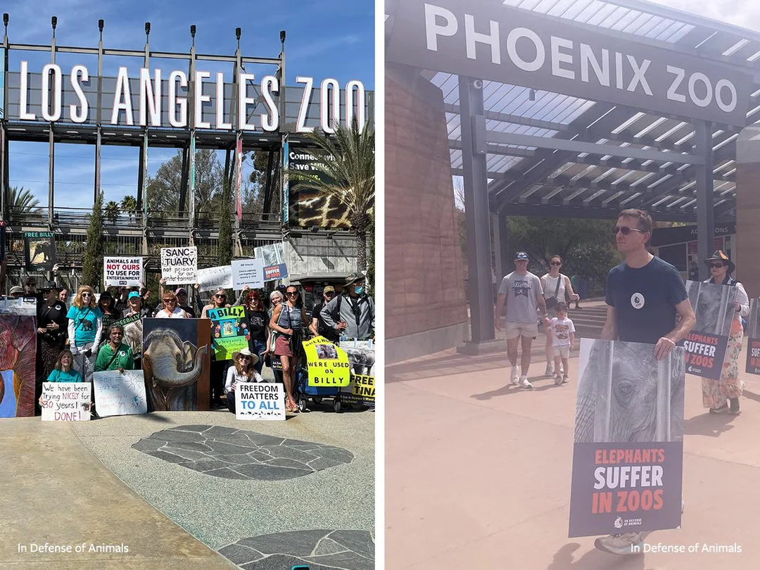 The Struggle for Sanctuary: Advocating for Aging Elephants in Zoos